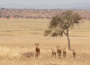 Hartebeest Prints: Group of Hartebeests (Alcelaphus buselaphus) standing on savanna grassland