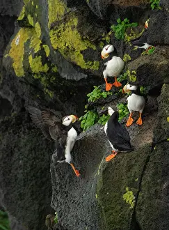 Group of Horned puffins (Fratercula corniculata) perched on cliff face, St. Paul, Pribilof Islands, Alaska, USA. August