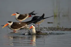 Scissorbill Prints: Group of Indian skimmers (Rynchops albicollis) bathing in river