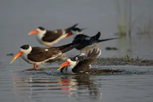 Group of Indian skimmers (Rynchops albicollis) bathing in river, Chambal river, Dholpur, Rajastahn, India