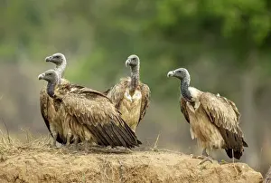 Gyps Prints: Group of Indian vultures (Gyps indicus) perched on mound of earth