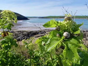 Umbelliferae Prints: Group of Italian white snails (Theba pisana) foraging on Alexanders (Smyrnium olusatrum) leaves by a coastal path