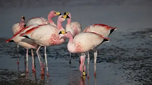 Phoenicoparrus Prints: Group of James's flamingos (Phoenicoparrus jamesi) in freshwater inlet of Laguna Colorada