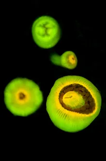 Cnidarians Prints: Group of Jewel anemones (Corynactis viridis) photographed under blue light to show their