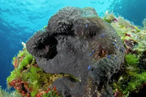 Croatia Prints: Group of juvenile Nudibranchs (Felimare orsinii) on a Black sponge (Sarcotragus foetidus)