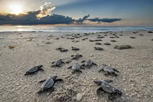 Against The Odds Prints: Group of Kemp's ridley turtle (Lepidochelys kempii) hatchlings making their way to the sea