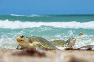 Journey Prints: Group of Kemp's ridley turtles (Lepidochelys kempii) female