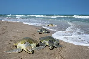Journey Prints: Group of Kemp's ridley turtles (Lepidochelys kempii) female