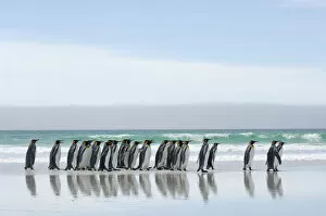 Aptenodytes Patagonicus Gallery: Group of King penguins {Aptenodytes patagonicus} walking in line along beach, Falkland
