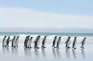 Aptenodytes Patagonicus Gallery: Group of King penguins {Aptenodytes patagonicus} profile walking in line along beach