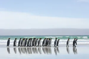 Penguins Prints: Group of King penguins {Aptenodytes patagonicus} walking in line along beach, Falkland