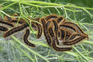 Hairy Prints: Group of Lackey moth (Malacosoma neustria) caterpillars resting on canopy of silk webbing