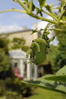 Group of Large rose sawfly larvae (Arge pagana) feeding on young Rose leaves (Rosa sp