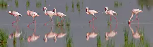 Phoenicopteridae Prints: Group of Lesser flamingos (Phoeniconaias minor) wading in shallow water with reflection