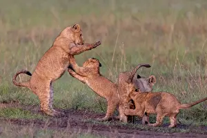 Enjoyment Prints: Group of Lion (Panthera leo) cubs playing in the savanna