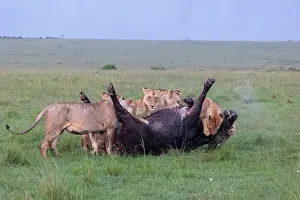 Lionesses Prints: Group of Lions (Panthera leo) female