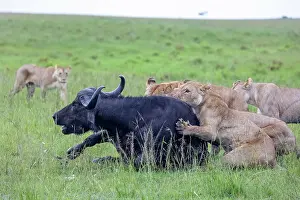 Lionesses Prints: Group of Lions (Panthera leo) female
