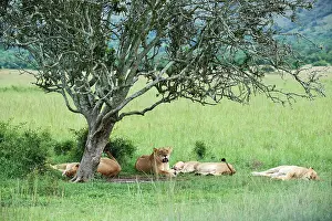 Panthera Prints: Group of Lions (Panthera leo) female, resting under a tree, Akagera National Park, Rwanda