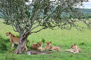 Panthera Prints: Group of Lions (Panthera leo) female, resting under a tree, Akagera National Park, Rwanda