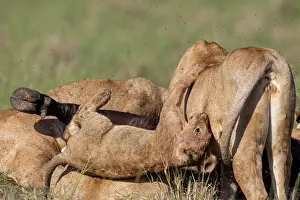 Lionesses Prints: Group of Lions (Panthera leo) females and cubs