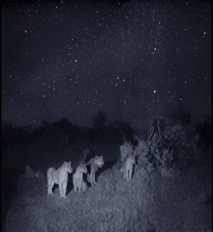 Alert Gallery: Group of lions (Panthera leo) at night, Masai Mara, Kenya