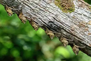 In Line Prints: Group of Long-nosed bats (Rhynchonycteris naso) roosting on a branch above a tributary of the Napo river