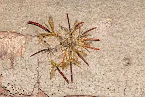 Wasp Prints: Group of Long-tailed giant ichneumonid wasps (Megarhyssa macrurus)