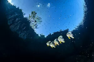 Group of Longfin batfish (Platax teira) beneath the surface, close to an island