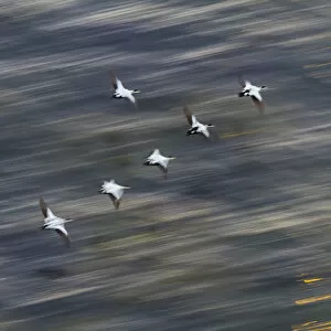 Group of male Common eiders (Somateria mollissima) in flight, Iceland, June