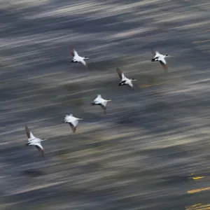 Guidance Prints: Group of male Common eiders (Somateria mollissima) in flight, Iceland, June