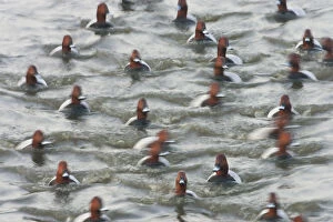 Abstract Collection: Group of male Pochard (Aythya ferina) on water with motion blur, Welney WWT Reserve