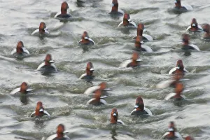 Group of male Pochard (Aythya ferina) on water with motion blur, Welney WWT Reserve
