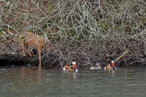 Fleeing Prints: Group of Mandarin ducks (Aix galericulata) drakes and a female