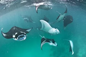 Group of Manta rays (Manta birostris) feeding together on plankton in a shallow lagoon