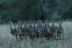 Huddled Prints: Group of Masai ostrich (Struthio camelus massaicus) chicks huddling togther at dusk