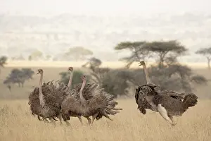 Nest Site Prints: Group of Masai ostriches (Struthio camelus massaicus)