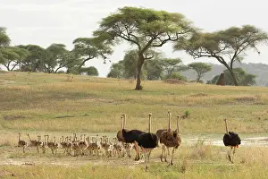 Teamwork Prints: Group of Masai ostriches (Struthio camelus massaicus) with chicks