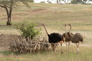 Ratite Prints: Group of Masai ostriches (Struthio camelus massaicus) with chicks