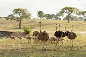 Ratite Prints: Group of Masai ostriches (Struthio camelus massaicus) with chicks