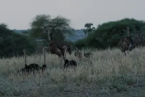Group of Masai ostriches (Struthio camelus massaicus) male and female, watching over chicks at sleeping site, Tarangire National Park, Tanzania