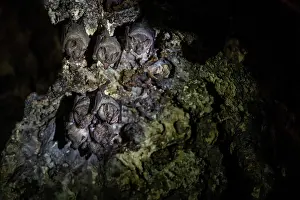 Phyllostomidae Prints: Group of Miller's long-tongued bats (Glossophaga longirostris) roosting in cave