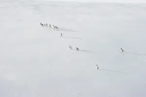 Follow Prints: Group of Mountain hares (Lepus timidus) males