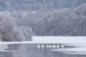 Images Dated 19th December 2010: Group of Mute swans (Cygnus olor) on a partially frozen loch, Loch Laggan, Creag Meagaidh NNR