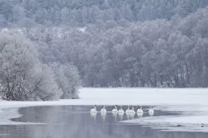 Group of Mute swans (Cygnus olor) on a partially frozen loch, Loch Laggan, Creag Meagaidh NNR