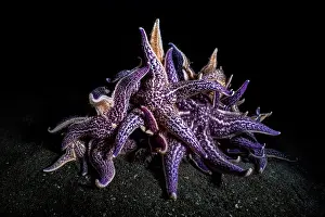 Sea Star Prints: Group of Northern Pacific seastars (Asterias amurensis) scavenging on the seabed