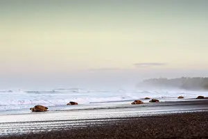 Journey Prints: Group of Olive ridley sea turtle (Lepidochelys olivacea) females returning to the ocean after laying eggs on the beach