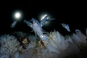 Copulation Prints: Group of Opalescent inshore squid (Doryteuthis opalescens) mating and laying eggs on vast egg field on seabed