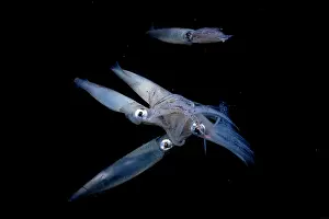 Copulation Prints: Group of Opalescent inshore squids (Doryteuthis opalescens) mating and laying eggs