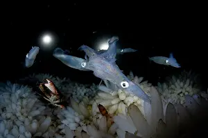 Copulation Prints: Group of Opalescent inshore squids (Doryteuthis opalescens) mating and laying eggs on ocean floor