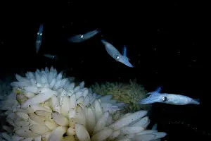 Vancouver Island Prints: Group of Opalescent inshore squids (Doryteuthis opalescens) swimming over eggs